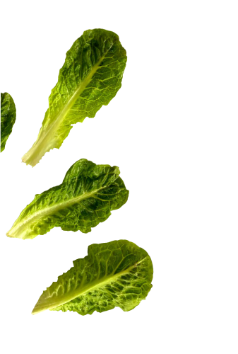 Lettuce