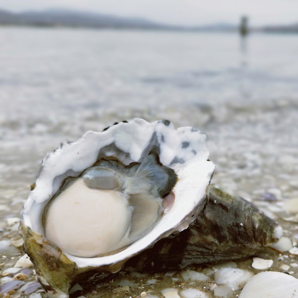 tasmania oyster tour