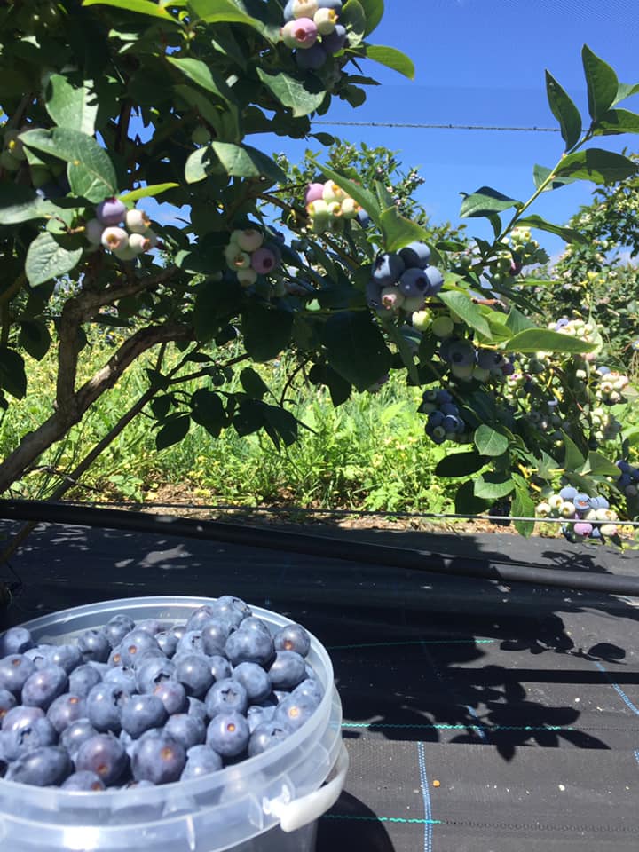Aviemore Farm Eat Well Tasmania